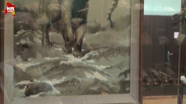 Открылась экспозиция "Природа Орловского края" смотреть онлайн