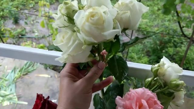 Цветы :роза Полька,роза Аваланж,роза Валентино#цветы#розааваланж,#розаполька#розавалентино