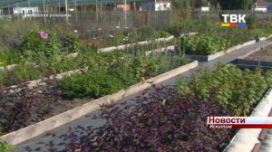 Питомник «Сибирские саженцы» в Искитиме продает качественный посадочный материал