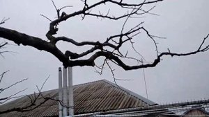 Обрезка сорокалетнего абрикоса на омоложение и урожай.Прививка персика в крону взрослого абрикоса.