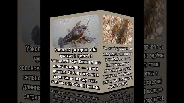 4 вида рака, обитающие в наших водоемах #раеи #ловляраков #вареныераки #shorts