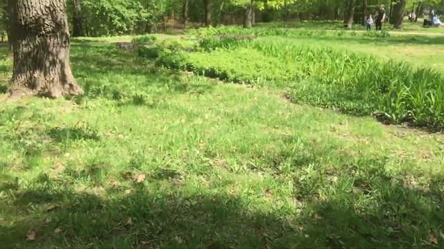 Воронцовский парк. Москва смотреть онлайн