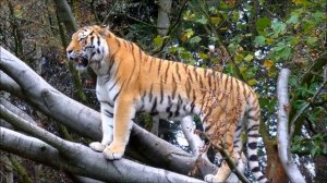 Tiger. Уссурийский тигр  В дикой природе
