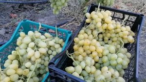 Ранние и ранне -средние сорта винограда .Часть 7:Казанова,Сенатор Бурдака,Ландыш,...