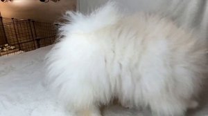 Беленькие шпицы Мини - Померанский шпиц медвежьего типа Питомник шпицев "Морошка Мама"