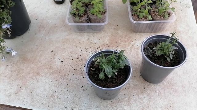 Лобелия! В чём укоренить, что бы не потерять редкие и слабые черенки? Вермикулит или торф-что лучше
