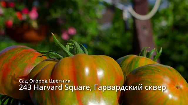 243 Harvard Square, Гарвардский сквер, Видеообзор экзотических томатов #Сорттомат