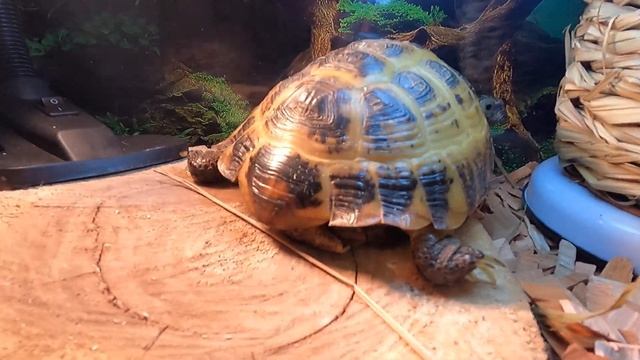 #ЧЕРЕПАХА среднеазиатская сухопутная Натан - Натаниэль как проводит свой день черепашка /Мари Мисти смотреть онлайн