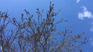 Downy Birch (Betula pubescens) - branches & catkins - March 2018