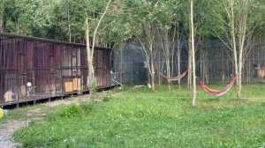 Канадский Волк Акела хочет убить Новую Тайгу. Подарок в Парк Волков.Грейся, сестра якутского волка.