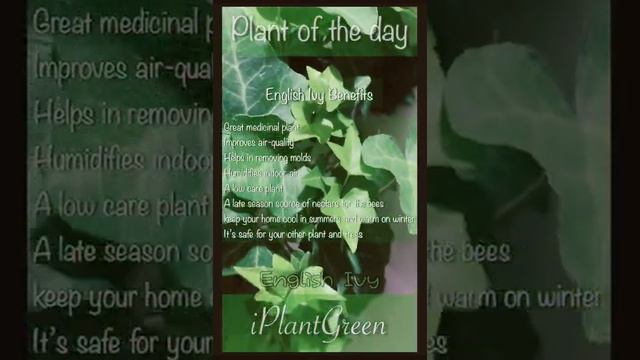 English Ivy | Best indoor plant | House plant | Vine | #iPlantGreen #IndoorPlant #HousePlant