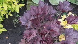 Гейхера в моём саду