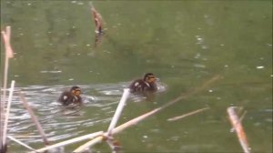 Кряква и интересные факты о ней