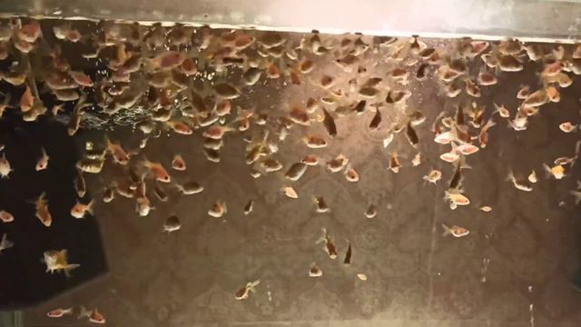 Домашняя Разводня в Квартире!!! Бассейн на четвёртом этаже!!)) смотреть онлайн