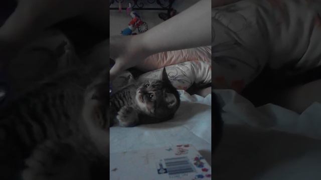 Кот играет со спиннером! смотреть онлайн