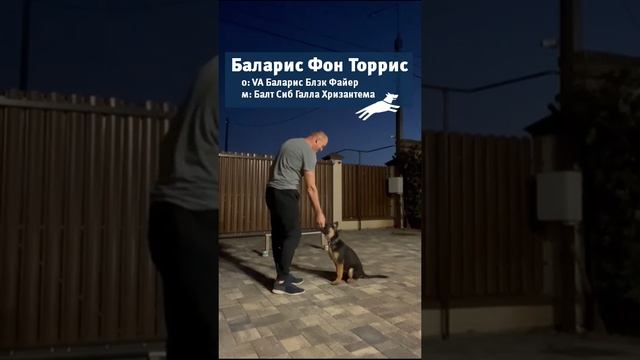 Баларис Фон Торрис