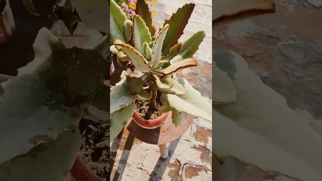 Kalanchoe Beharensis Fang #succulent