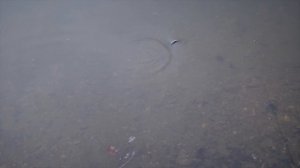 Рыбка Воблер Sealurer из Китая миниобзор / Али экспресс / AliExpress