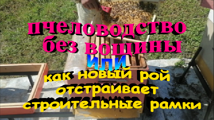 Как новый рой отстраивает строительные рамки. Пчеловодство без вощины. смотреть онлайн