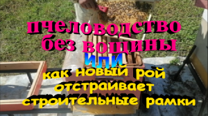 Как новый рой отстраивает строительные рамки. Пчеловодство без вощины.