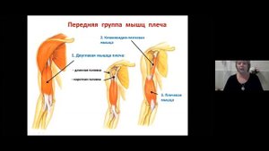 2.Лекция. Мышцы плечевого пояса и плеча