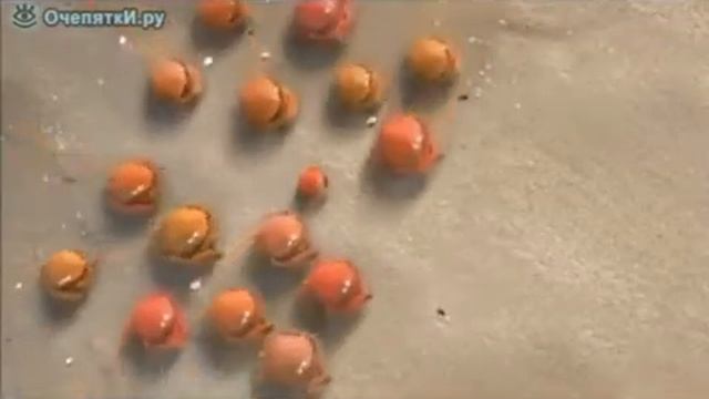 крабы смотреть онлайн