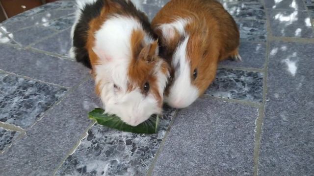 морские свинки - это надо посмотреть смотреть онлайн