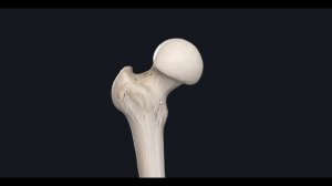 Бедренная кость (Femur) 3D Анатомия