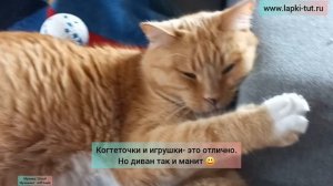 кошки и игрушки