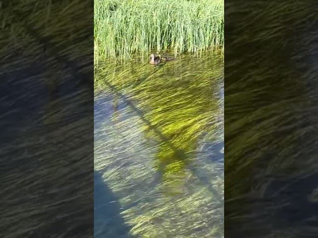 #река #север #природавокруг #лето смотреть онлайн