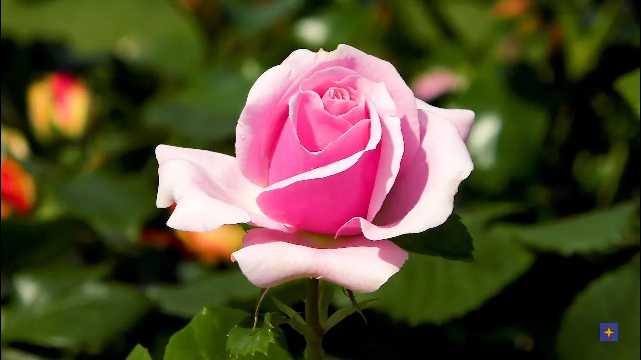 Время любить - Виктор Кифоренко (Песня на стихи Ларисы Рубальской)