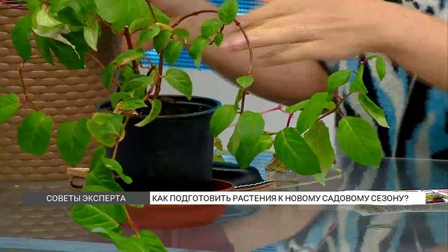 Готовим цветущие растения к новому садовому сезону смотреть онлайн