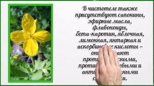 Чистотел — опасность и польза