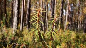 793 Two Marsh Labrador Tea Rhododendron tomentosum shrub branch moving as the wind blows