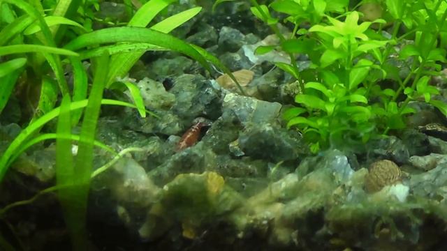 аквариум 200 литров смотреть онлайн