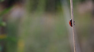 . Топ 10 христианских мелодий прославления. Красивые мелодии для души