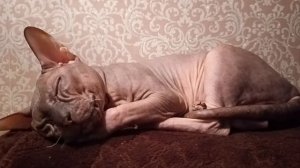 кися спит