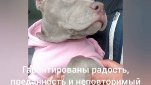 Американский Булли