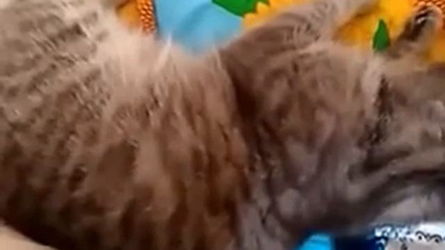 Что делает моя кошка во сне. смотреть онлайн