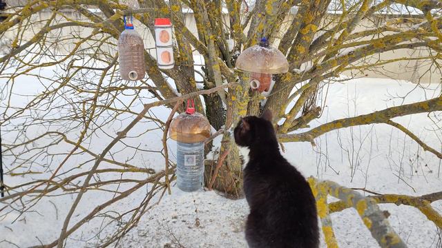 Котёнок пришёл поживиться на кормушку к птицам 3 января 2024 года