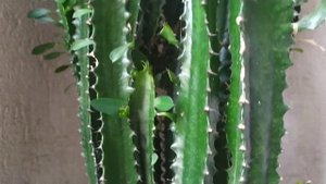 ПОЧЕМУ У МОЛОЧАЯ ТРЕУГОЛЬНОГО , ЖЕЛТЕЮТ И ОПАДАЮТ ЛИСТЬЯ ?