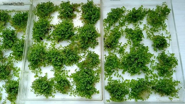Резня и выращивание химеантус куба на подоконнике/ cultivation of chimeanthus cube on the windowsil смотреть онлайн
