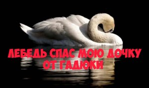 Лебедь спас дочку от гадюки. Интересная и жизненная история.