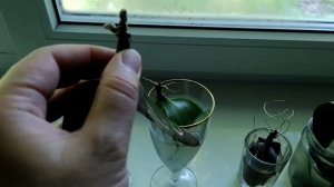 Как нарастить корни орхидее в воде