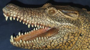 КРОКОДИЛ ИЗ ДЕРЕВА Crocodile made of wood (1ЧАСТЬ) начало.