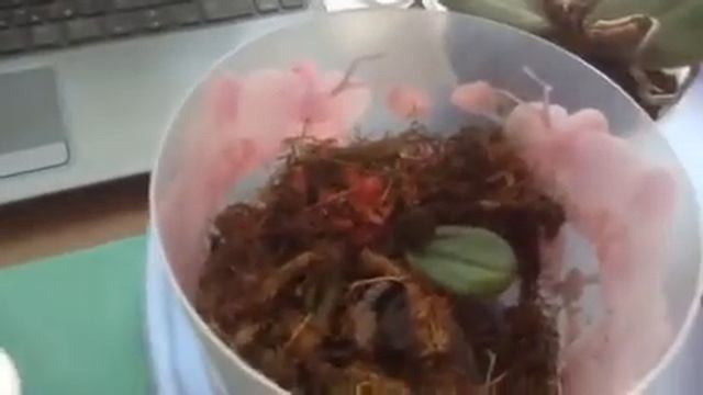 Орхидейные печали и радости. Фаленопсисы. Реанимация. смотреть онлайн