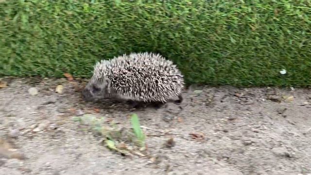 Lost hedgehog chick / Erinaceus europaeus ? смотреть онлайн