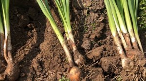 Orange Emperor tulip