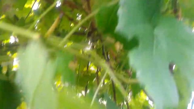 Сорт винограда "Альден" 15 сентября 2019 года Тверь смотреть онлайн