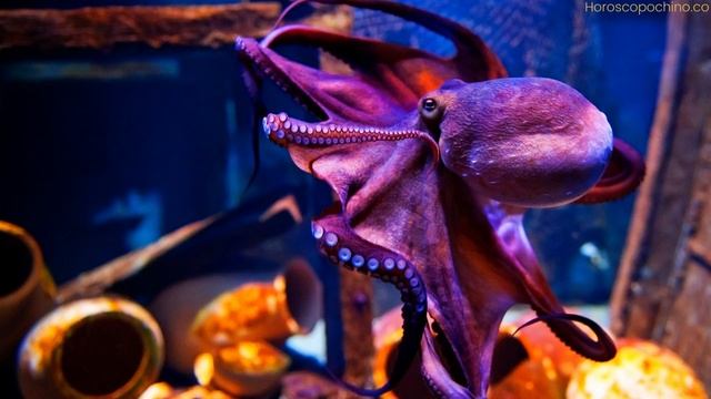 Octopus spiritual meaning
